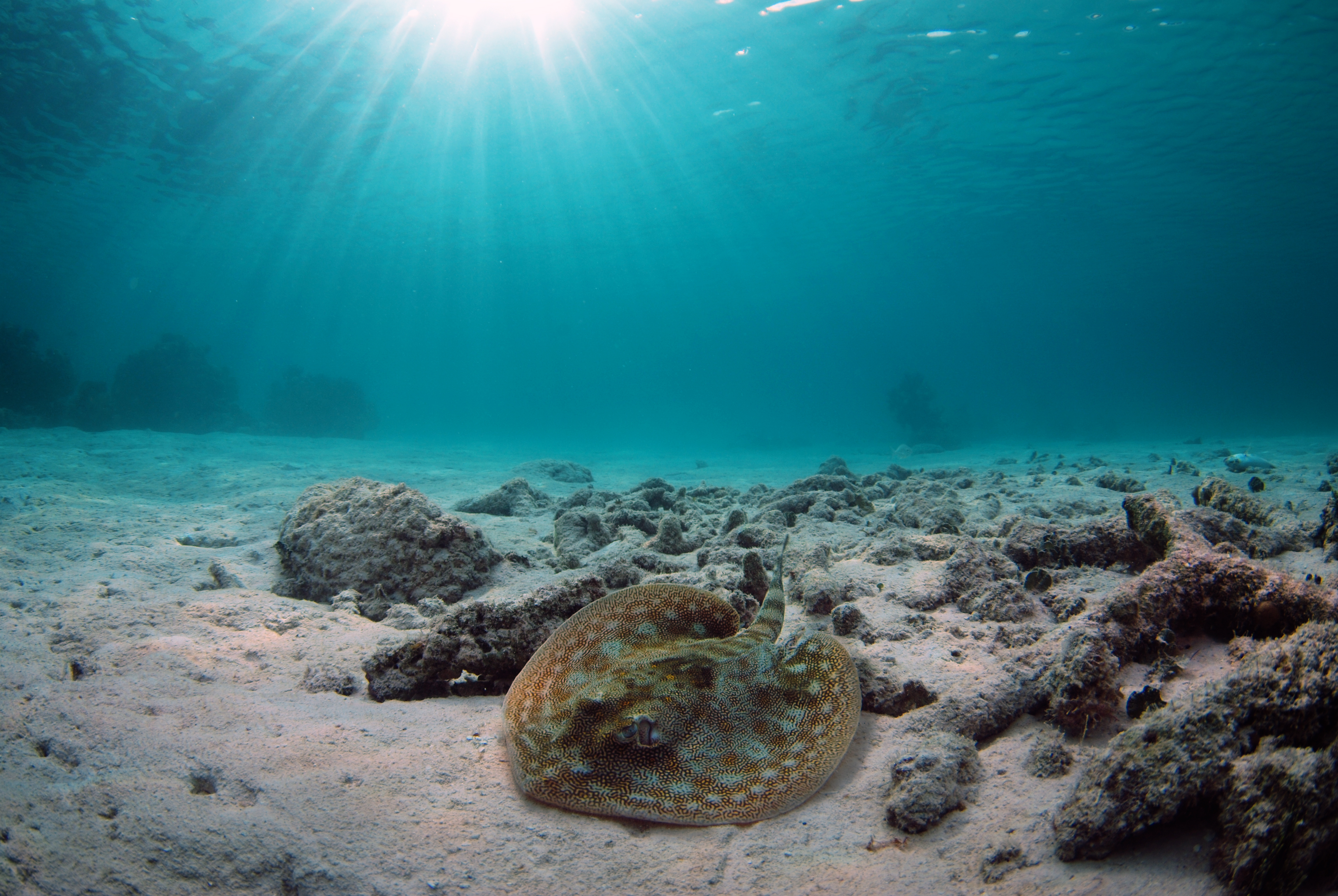 Mayan Adventure leaving Riviera Maya - Imagen 4